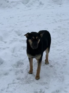 Стерилизованная собака в дар