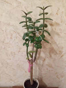 Денежное дерево (толстянка)