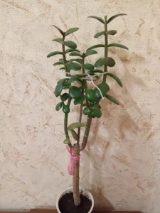 Денежное дерево (толстянка)