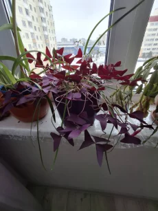 Растения комнатные и паростки