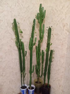 Молочай трехгранный