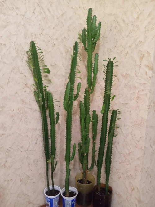 Молочай трехгранный