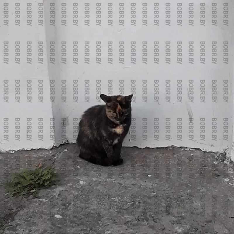 Коты города