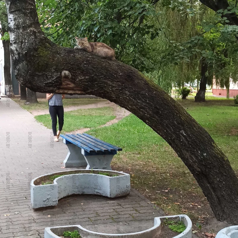 Удобное место для котика по Октябрьской:)