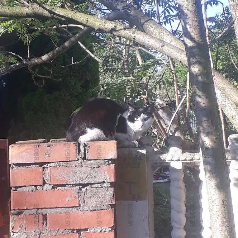Котэ