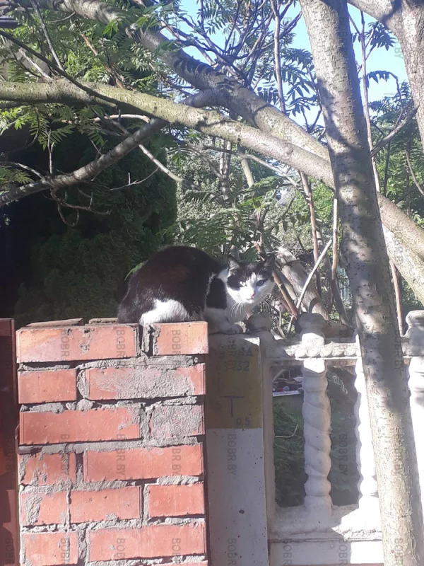 Котэ