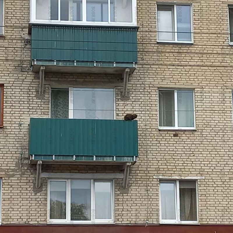 Чучело мяучело
