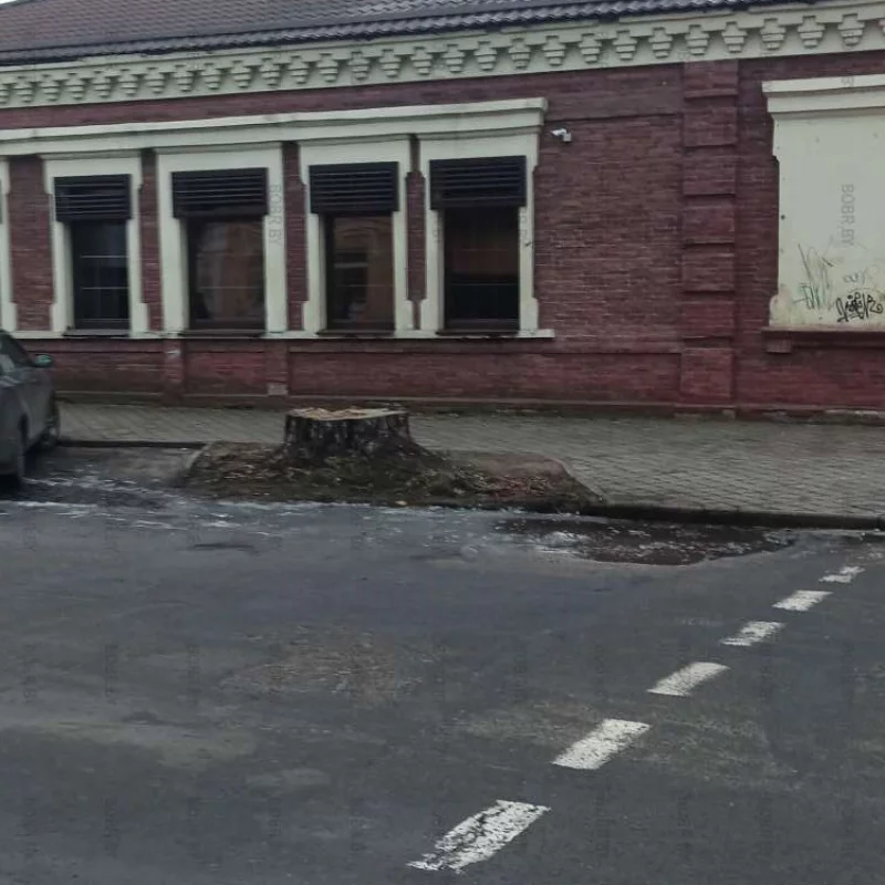 Почему не убирают пни?