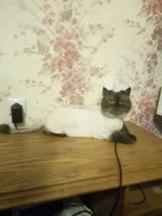 Стрижка собак и котов