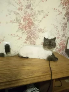 Стрижка собак и котов