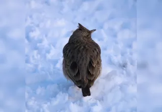 Краснокнижный жаворонок ждет весну в Бобруйске. Фотофакт