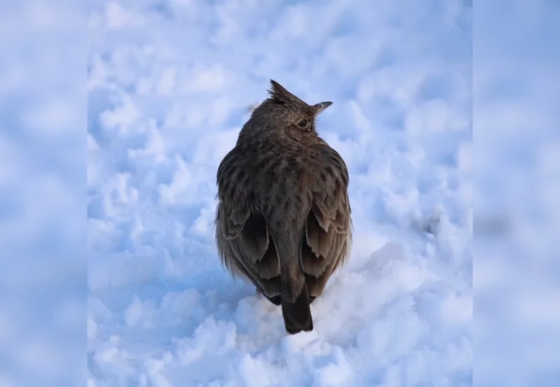 Краснокнижный жаворонок ждет весну в Бобруйске. Фотофакт