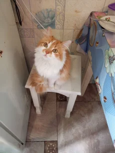 Алиса, стерилизована