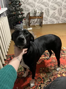 Ищем дом для порядочной собачки