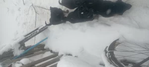 Щенки немецкой овчарки