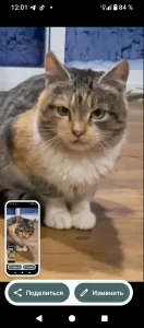 Коты-подпостки ищут дом