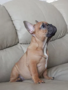 Щенка французского бульдога