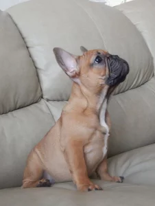 Щенка французского бульдога