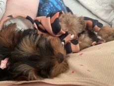 Продам Йорка