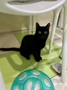 Отдам в добрые руки кошечку-подростка