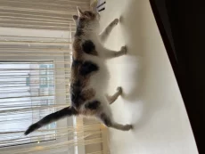 Очень удобный котенок для вашего комфорта