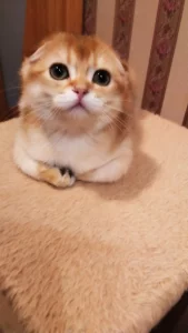 Шотландские золотые шиншилловые котята