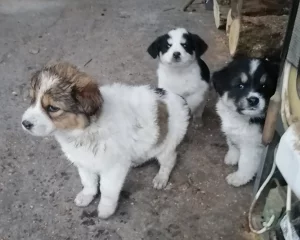 Щенкам очень нужен дом