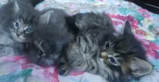 Котёнка отдам