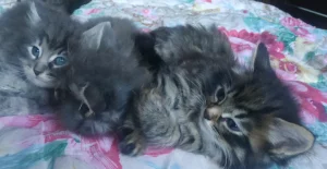 Котёнка отдам