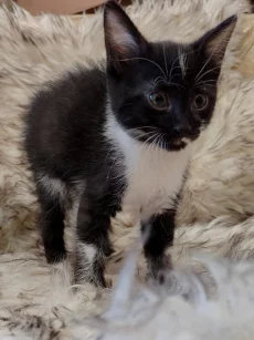 Маленькая кошечка