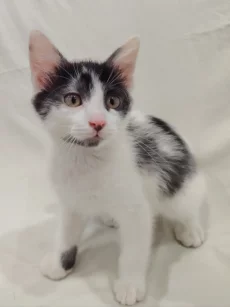 Котёнок мальчик