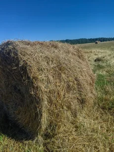 Сено фестуолиум рулоны