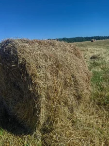 Сено фестуолиум рулоны