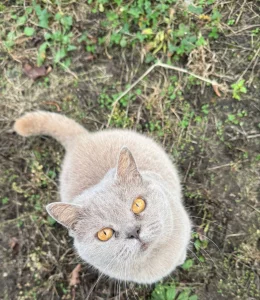 Отдадим в хорошие руки кошку