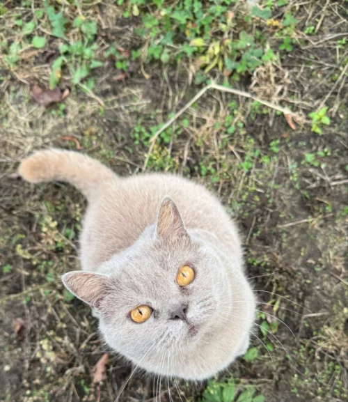 Отдадим в хорошие руки кошку