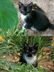 Кошечка 2, 5 месяца