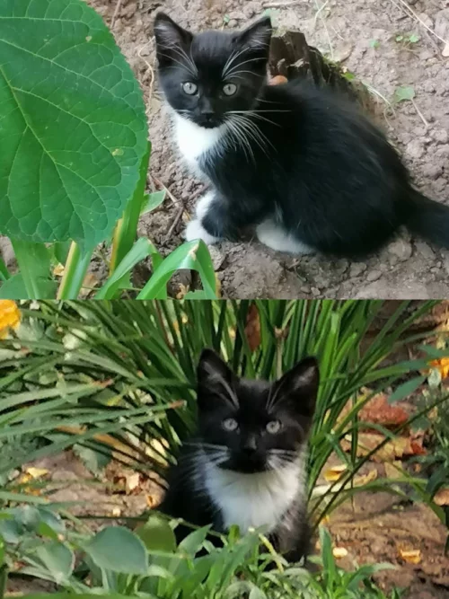 Кошечка 2, 5 месяца