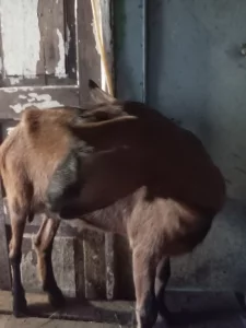Дойные козы