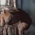 Дойные козы