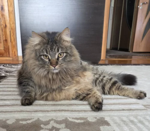 Крупный молодой котик ищет дом