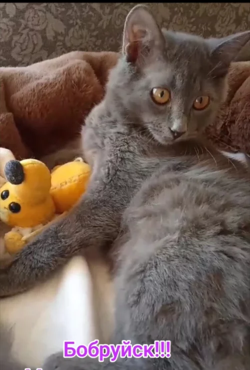 Кошечка, окрас дымчатый