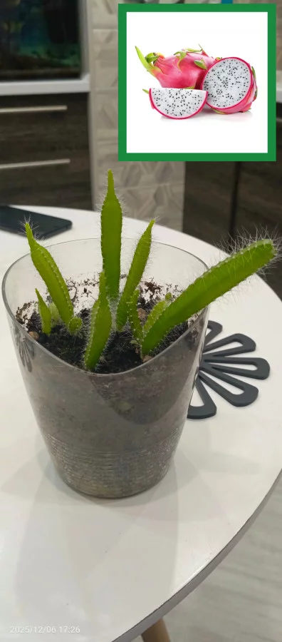 Питахайя белая, кактус