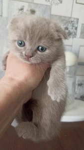Шотландские лиловые котята
