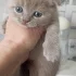 Шотландские лиловые котята