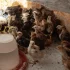 Цыплята смешанных мясо-яичных пород