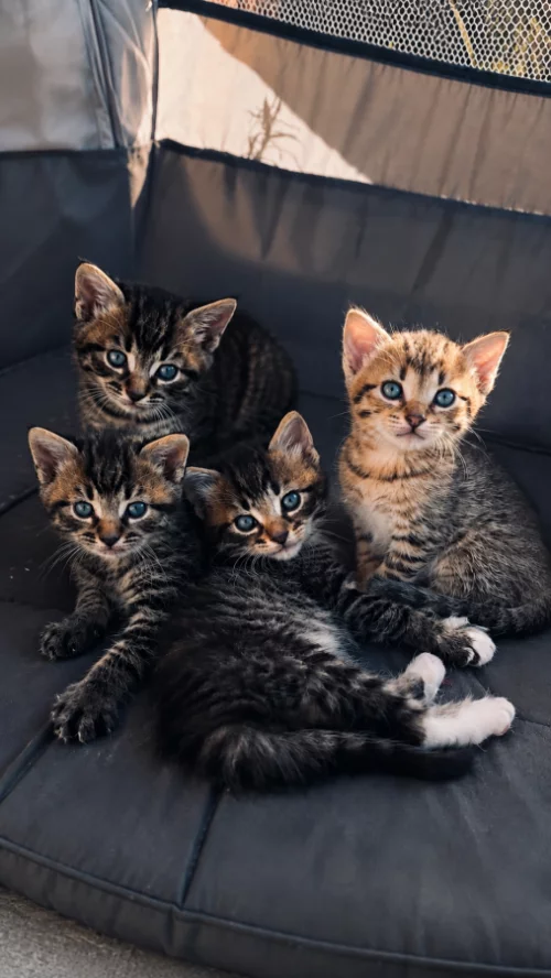Котята мальчики