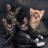 Котята мальчики