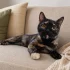 Кошка Алиса