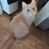Кот, 6 месяцев ищет дом