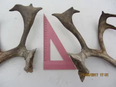 Рога северного оленя